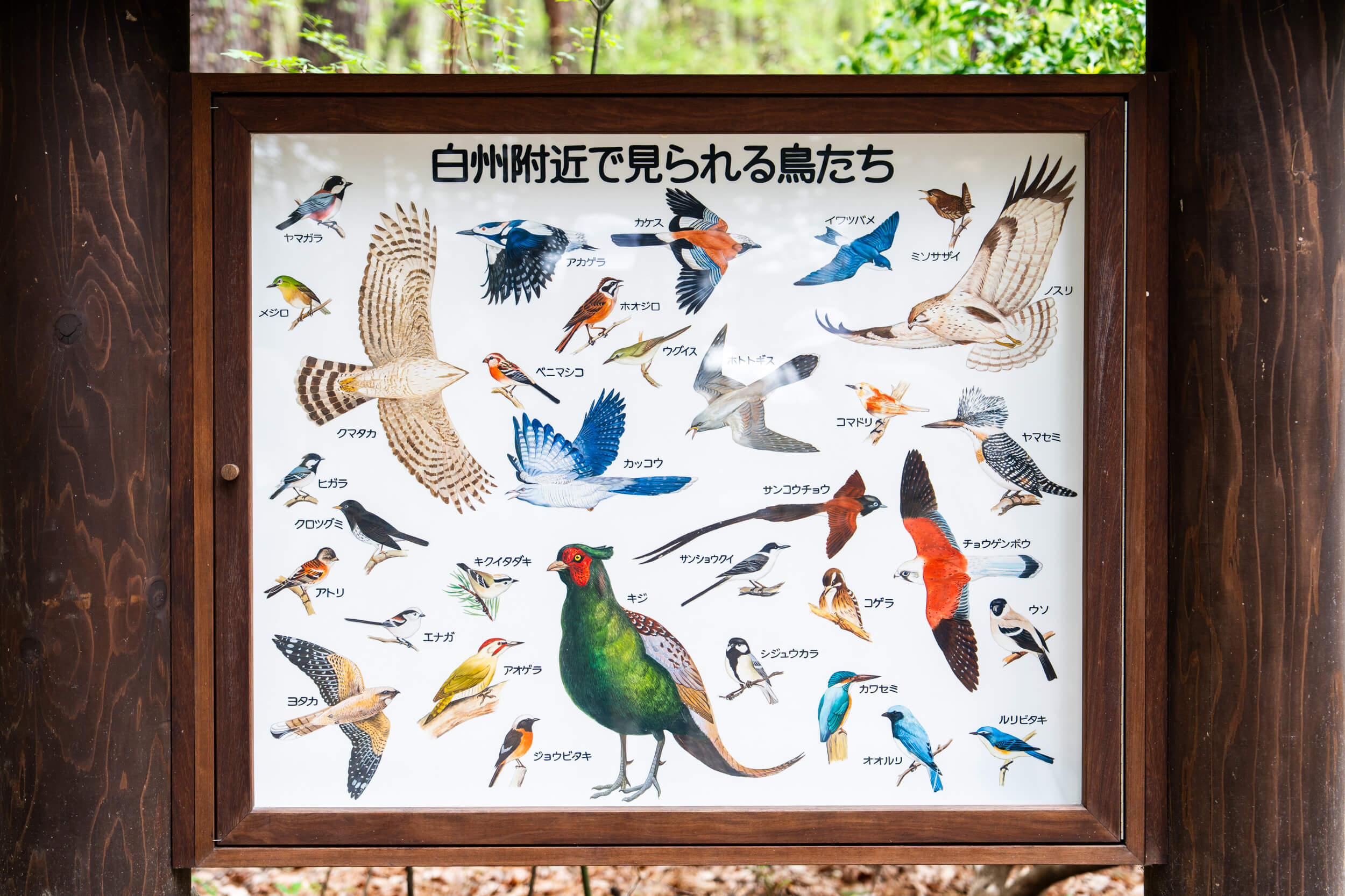 白州の森に生息する野鳥